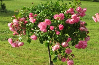t_DSC01484.jpg