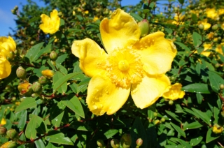 t_DSC01485.jpg