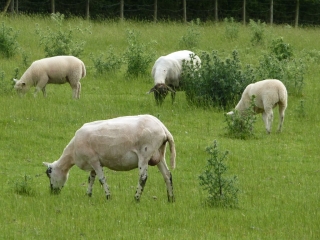 t_0433.jpg