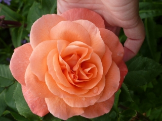 t_0487.jpg