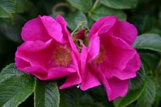 t_488_8828.jpg