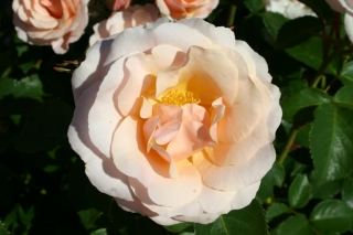 t_494_9479.jpg