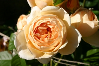 t_496_9676.jpg