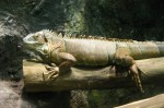 t_IMG_4650.jpg