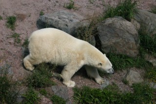 t_350_5040.jpg