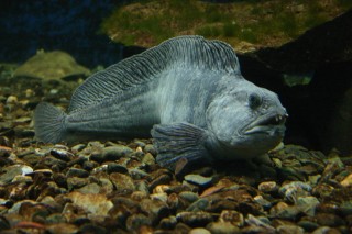 t_350_5082.jpg