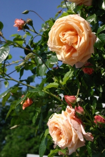 t_IMG_5930.jpg