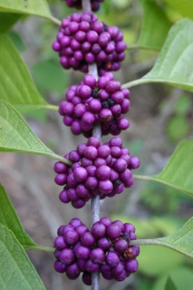 t_IMG_7413.jpg