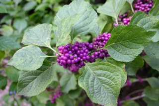 t_IMG_7494.jpg