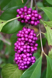 t_IMG_7586.jpg