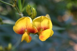 t_IMG_7666.jpg