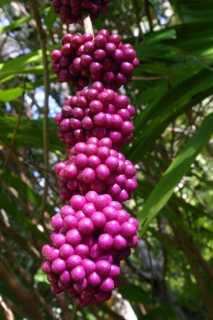 t_IMG_7680.jpg