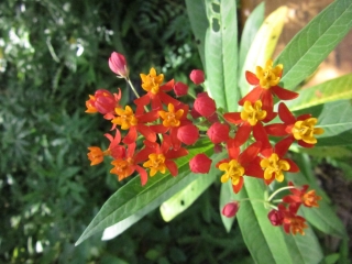t_IMG_4317.jpg