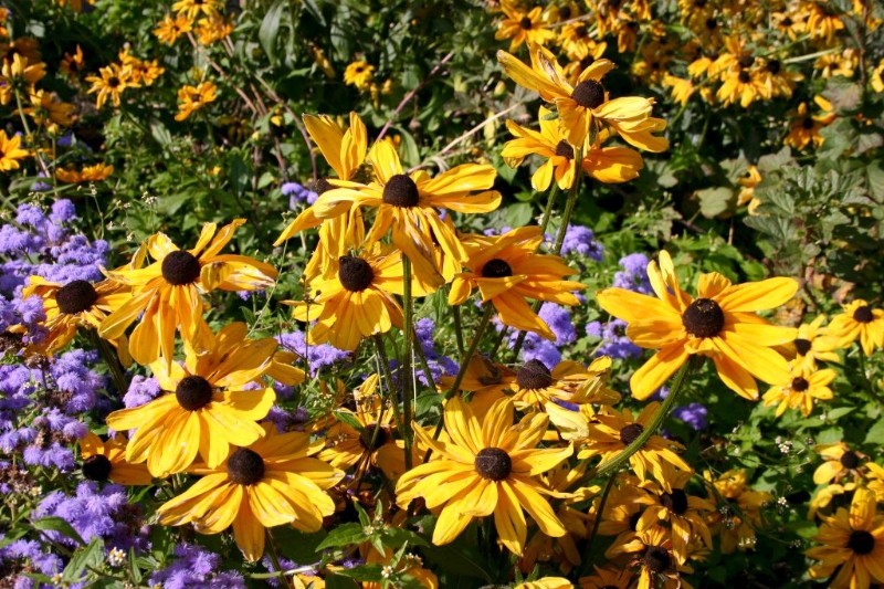 Jardin botanique